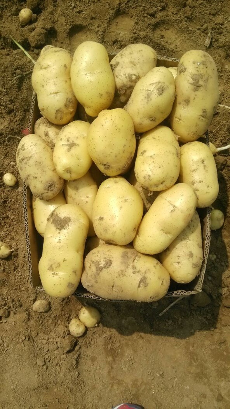 山东平度黄心土豆荷兰土豆沃土v7希森大量供应