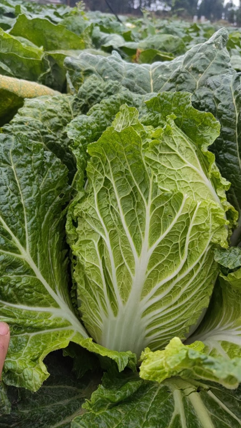 高山大白菜