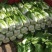 高山大白菜