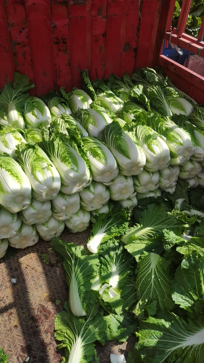 高山大白菜