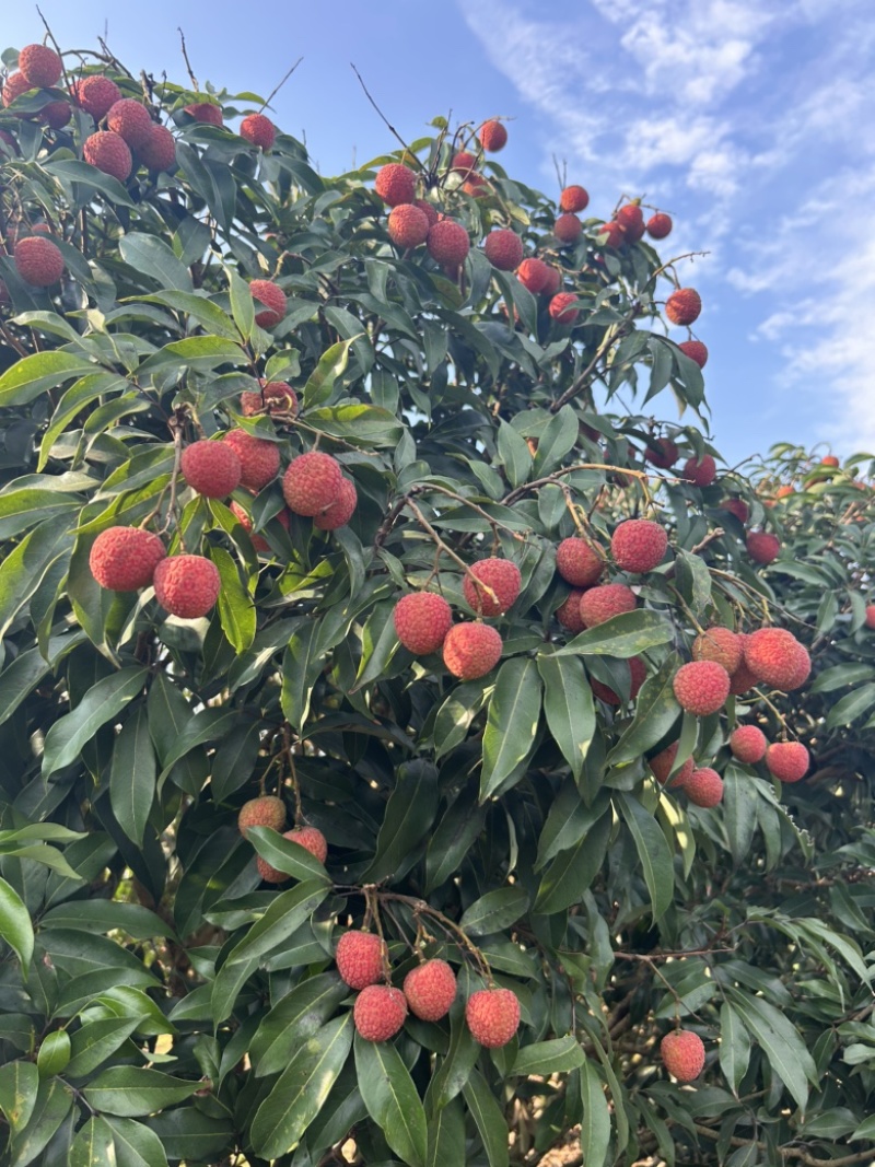 白糖罂荔枝广西荔枝产地一手货源供应价格便宜欢迎采购
