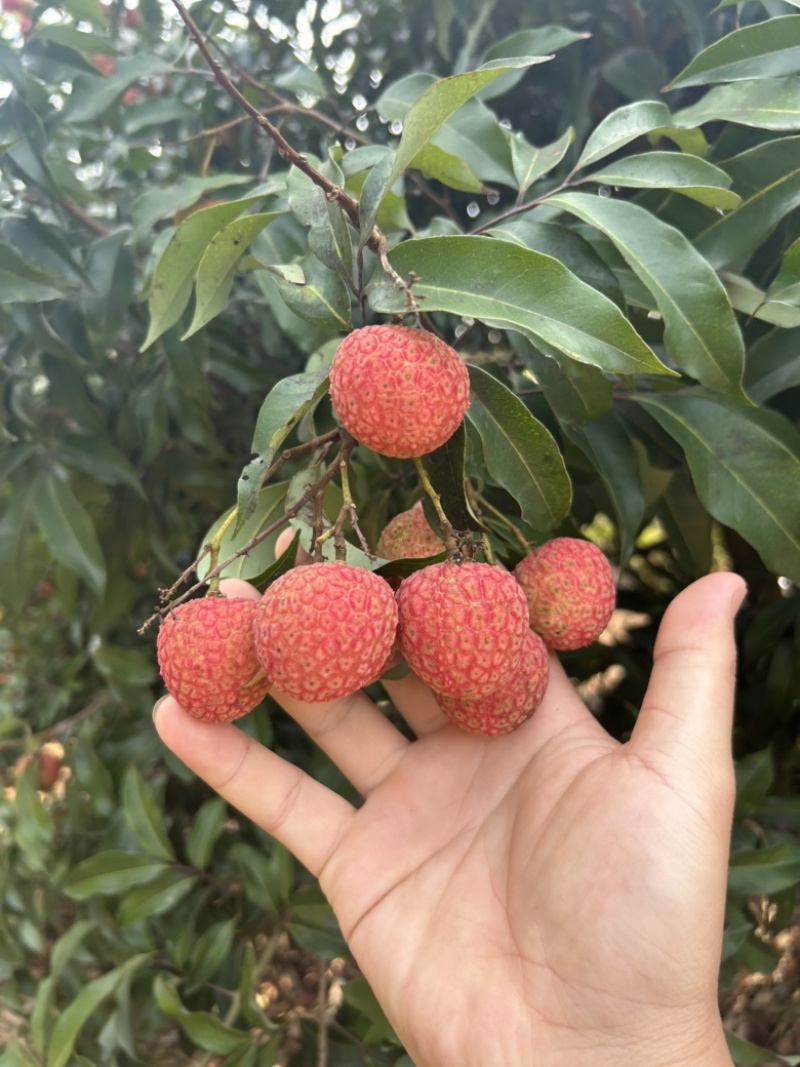 白糖罂荔枝广西荔枝产地一手货源供应价格便宜欢迎采购