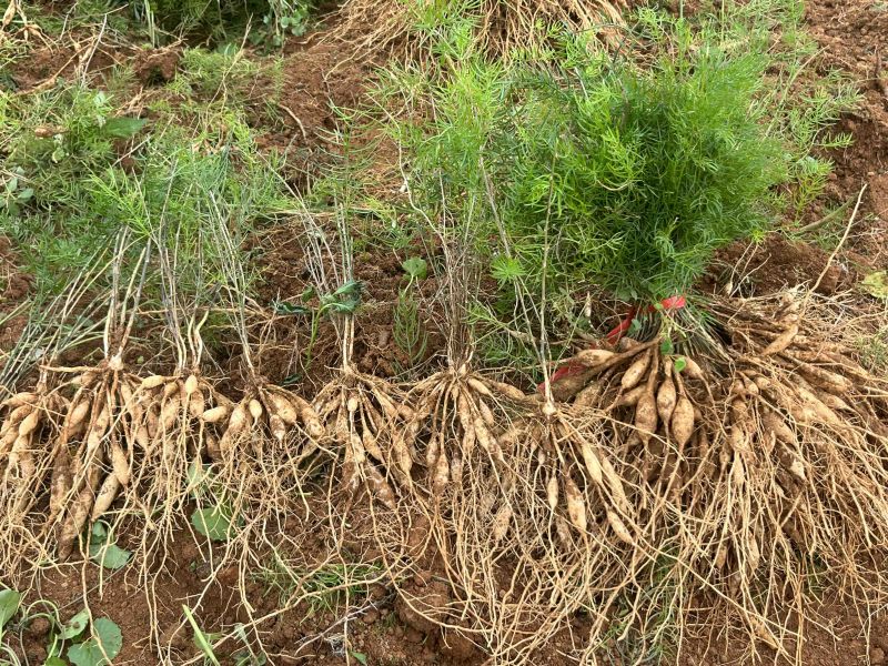 广西优良品种大天冬苗300万株基地直销，3到50个薯左右
