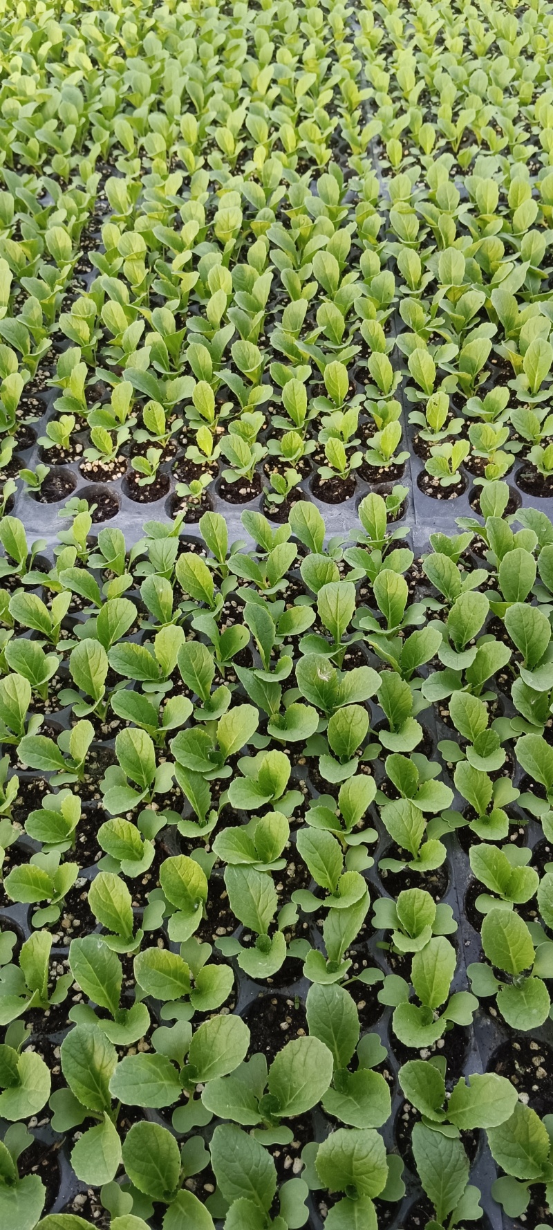 白菜苗，早熟耐热适应性强，大白菜苗。大白菜苗
