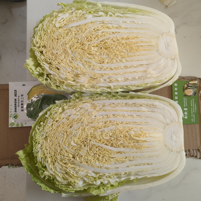 白菜苗，早熟耐热适应性强，大白菜苗。大白菜苗