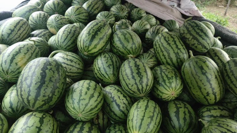 甜王西瓜