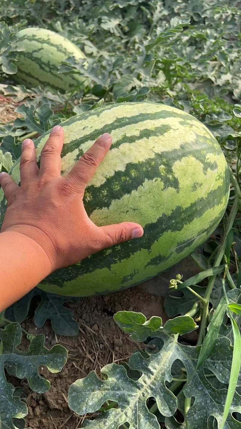 宁夏中卫硒砂瓜石头瓜大量上市产地一手货源包甜包售后