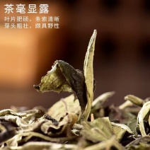 普洱茶厂，年产上千吨，大货