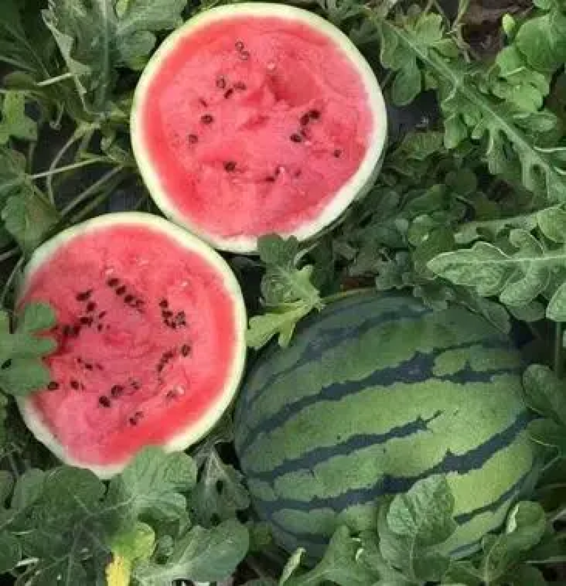 精品美都西瓜大量上市产地直发脆甜多汁