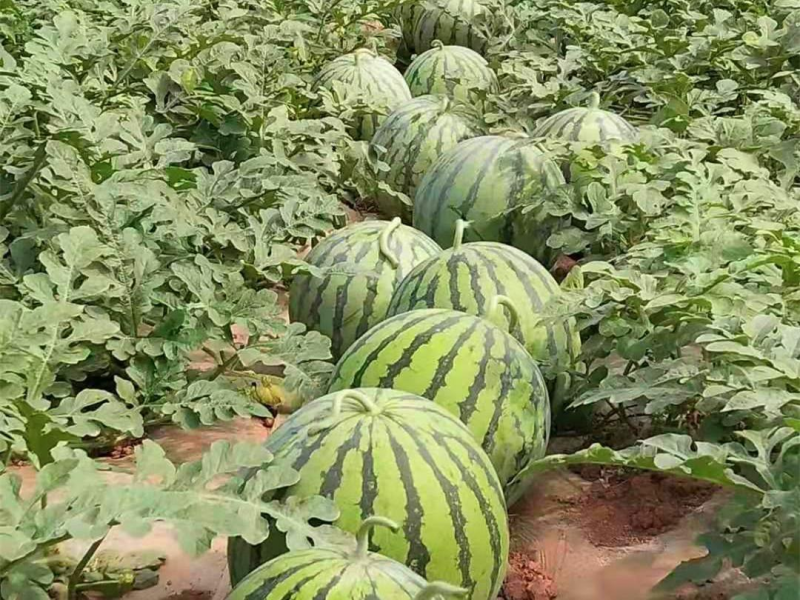 精品美都西瓜大量上市产地直发脆甜多汁