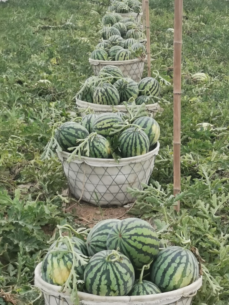 精品美都西瓜大量上市产地直发脆甜多汁