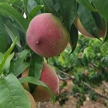 大理早熟水蜜桃，自家果园种植，绿色有机产品