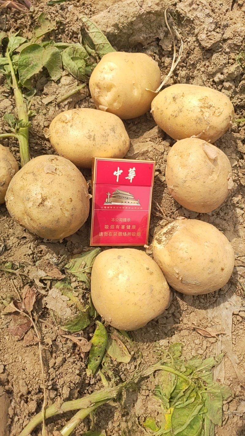 新鲜黄心土豆，口感细腻，营养丰富，价格优惠欢迎咨询采购