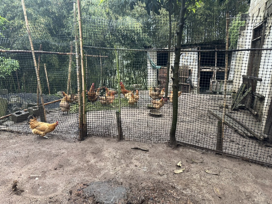 凤安镇生态养鸡场全景
