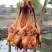 川味板鸭烟熏腊鸭整只装腊板鸭真空咸香鸭烟熏腊鸭板鸭腊肉