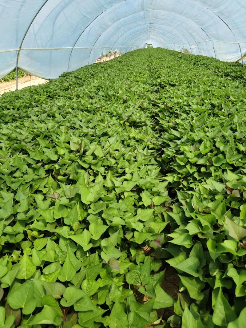 西瓜红红薯苗，自家培育，成活率高，欢迎大家进店选购。