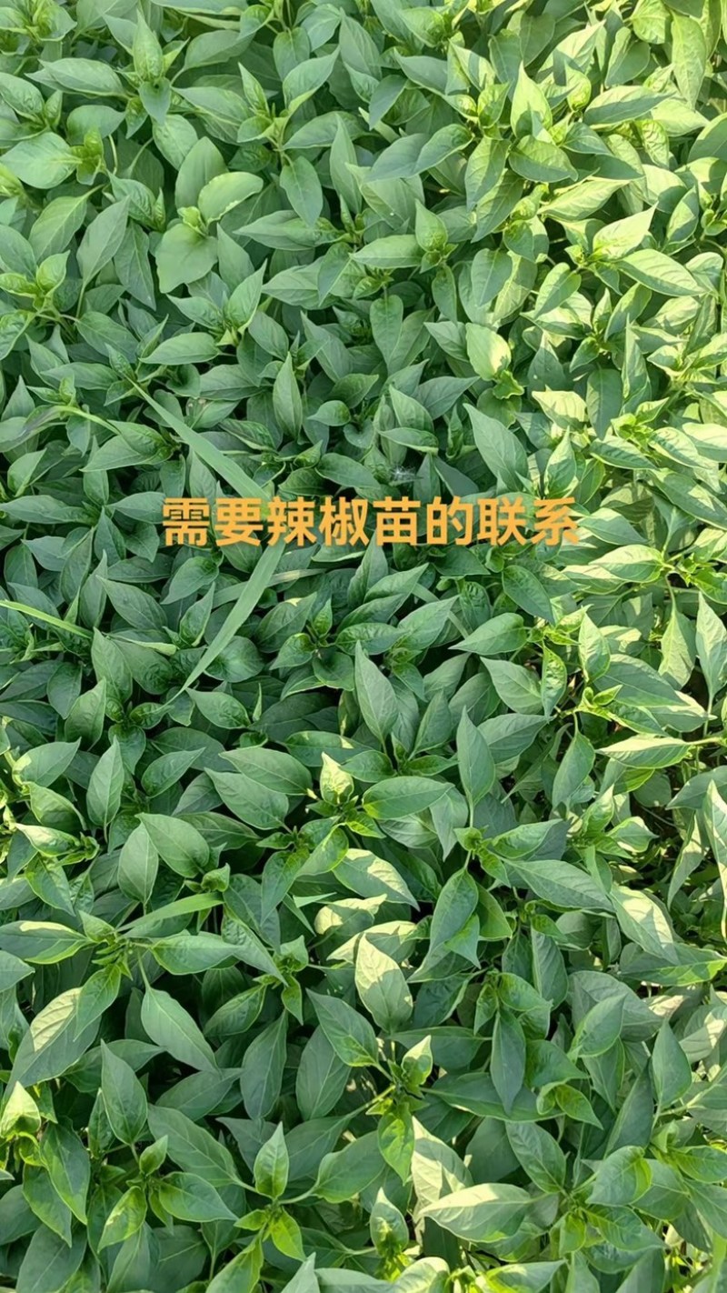 线椒苗，辣丰3号，提供网络化技术指导，有需要的朋友联系