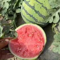 冰糖无籽麒麟瓜，原苗。