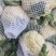 河南菜花有机松花菜小米粒乳白货源充足代收代发全国发货