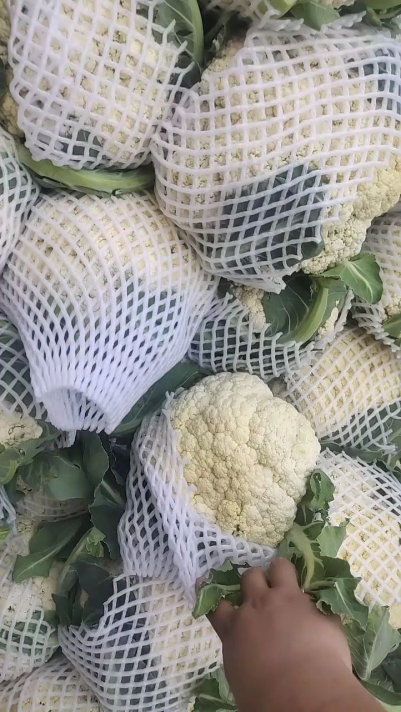 河南菜花有机松花菜小米粒乳白货源充足代收代发全国发货