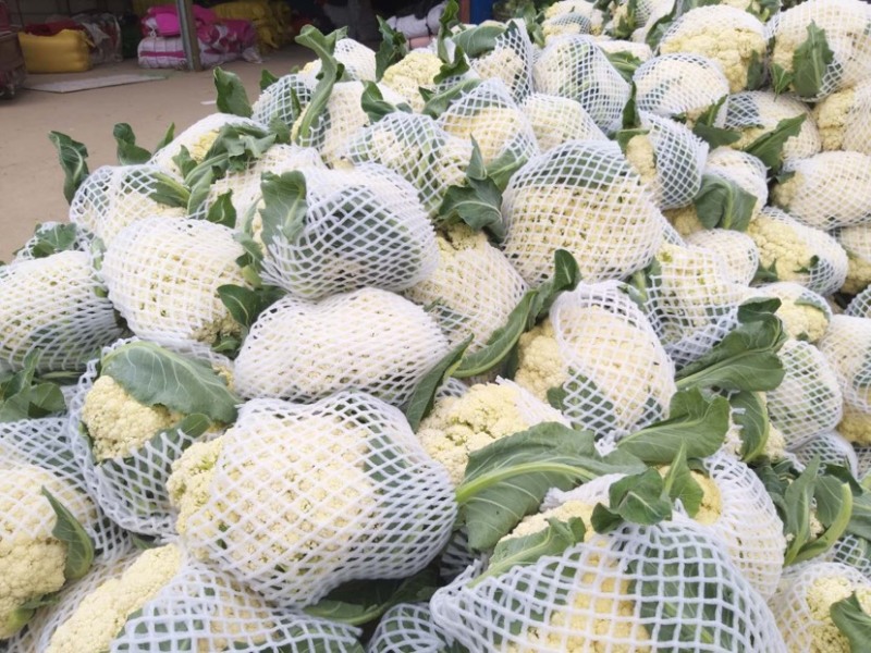 河南菜花有机松花菜小米粒乳白货源充足代收代发全国发货