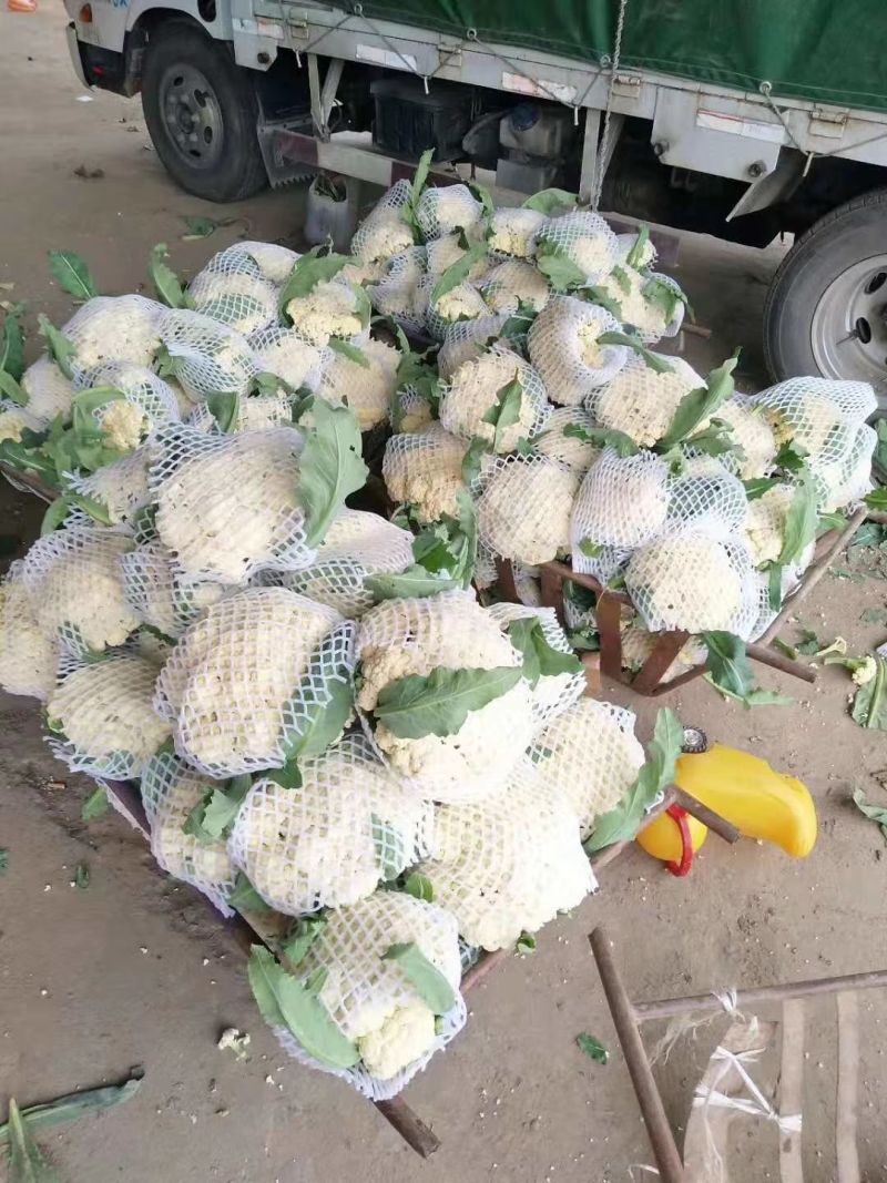 河南菜花有机松花菜小米粒乳白货源充足代收代发全国发货