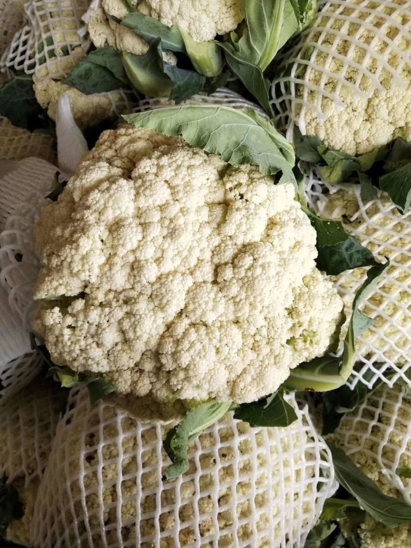 河南菜花有机松花菜小米粒乳白货源充足代收代发全国发货