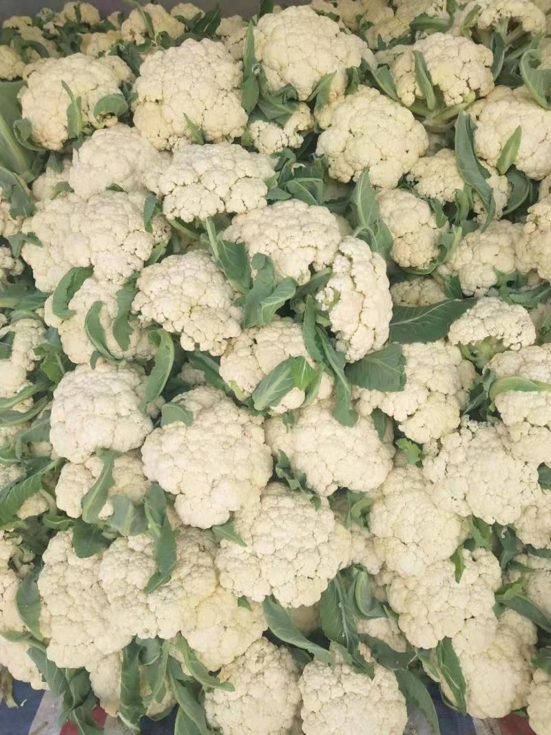 河南菜花有机松花菜小米粒乳白货源充足代收代发全国发货