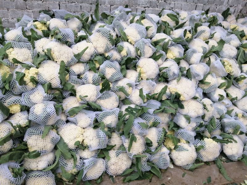 河南菜花有机松花菜小米粒乳白货源充足代收代发全国发货