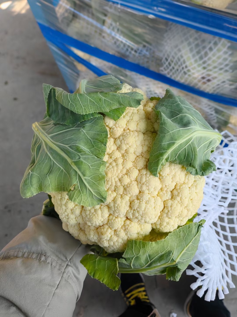 河南菜花有机松花菜小米粒乳白货源充足代收代发全国发货