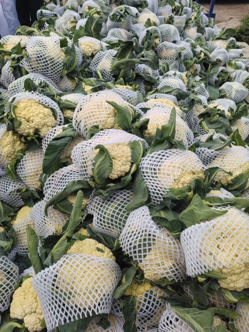 河南菜花有机松花菜小米粒乳白货源充足代收代发全国发货