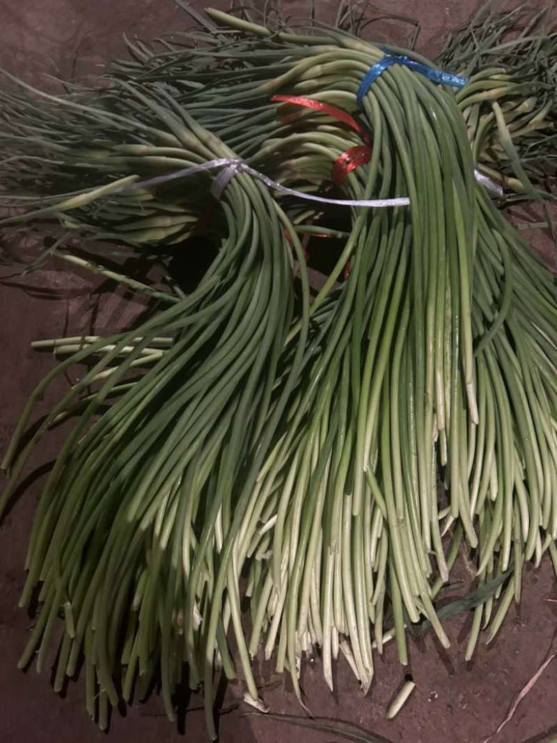山东精加工蒜苔（🔥热卖中）价格便宜，一手货源