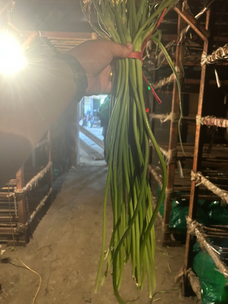 🔥【新鲜蒜苔热卖中】支持各种包装，价格便宜，一手货源。