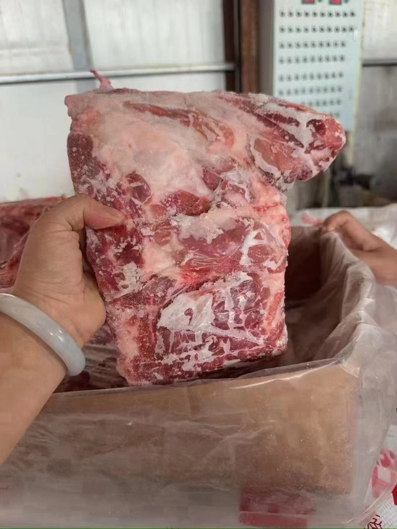 母猪去颈前排