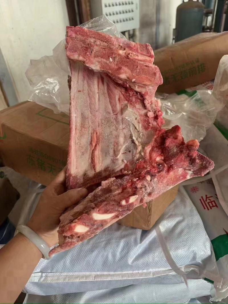 母猪去颈前排