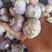 云南紫皮独蒜干蒜大量上市，特点色泽鲜红，蒜香味十足，超辣