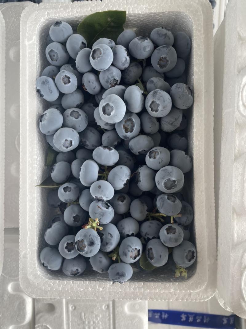 山东蓝莓基地直供莱克西蓝莓，供批发，零售，电商平台