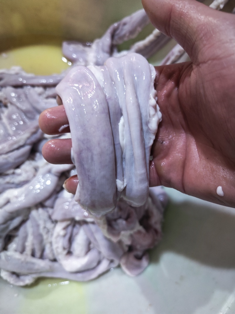 牛肠无油量大从优需要的可电联