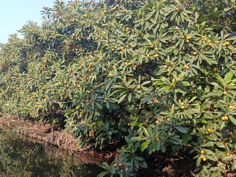 塘栖红毛吖头枇杷