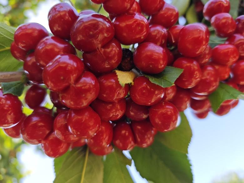 红灯樱桃果实特写