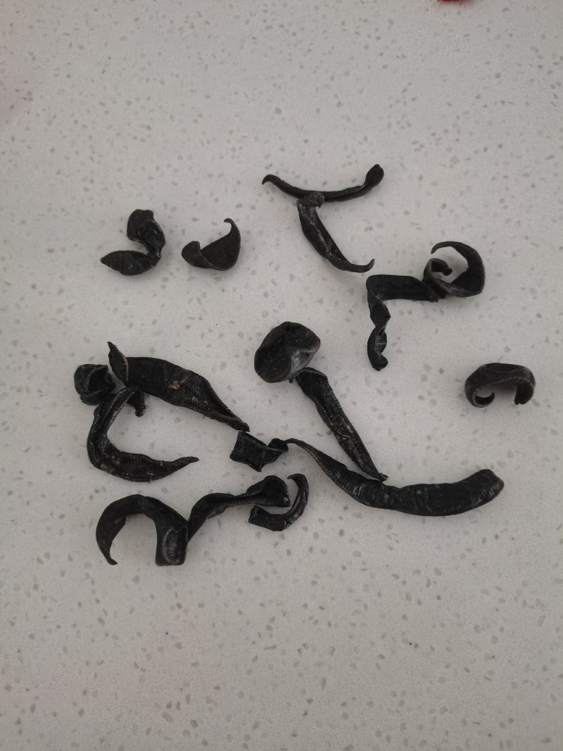 水蛭，清水东北水蛭，大个体，含量高，数量有限，