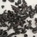 水蛭，清水东北水蛭，大个体，含量高，数量有限，