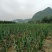韭花韭苔产地大量供应