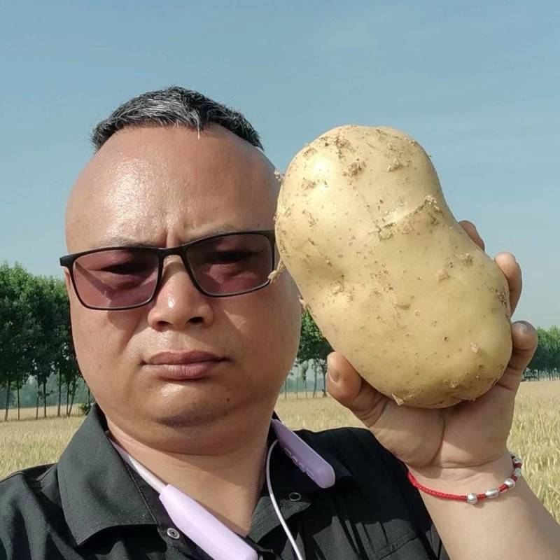 沃土土豆，万亩大棚陆地，基地直发全国各地，电商货，龚垒