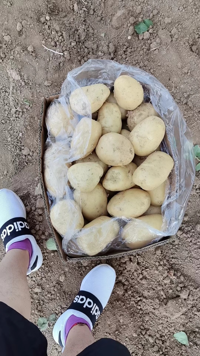 沃土土豆，万亩大棚陆地，基地直发全国各地，电商货，龚垒