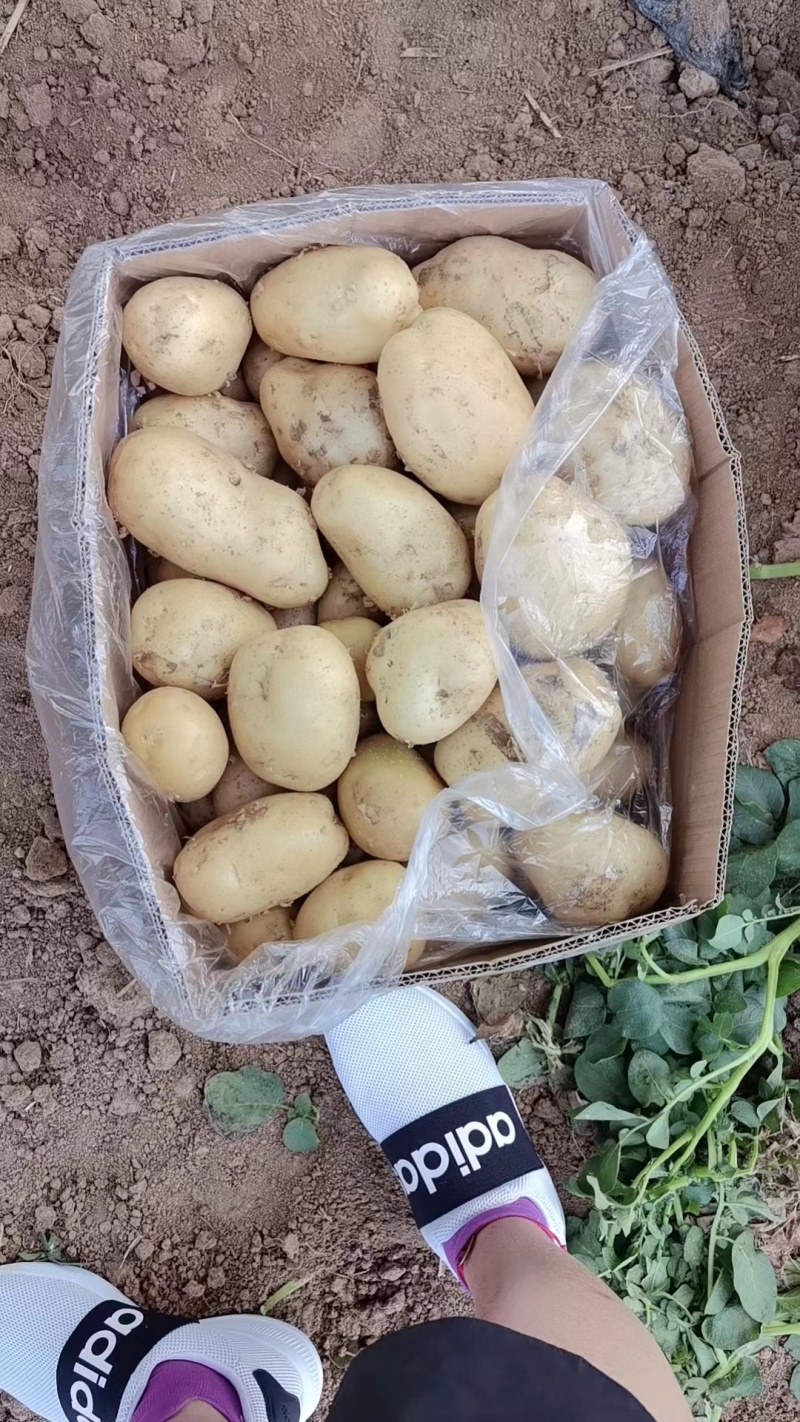 沃土土豆，万亩大棚陆地，基地直发全国各地，电商货，龚垒