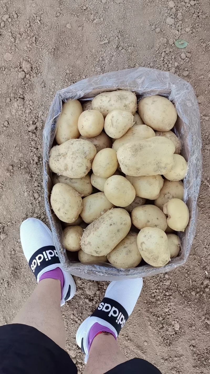 沃土土豆，万亩大棚陆地，基地直发全国各地，电商货，龚垒