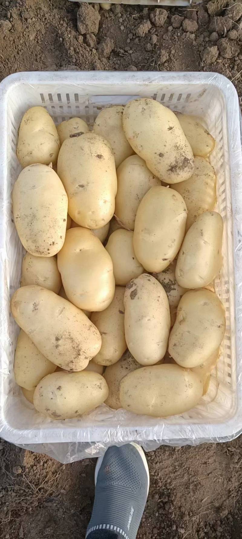 v7土豆河南开封土豆产区直发货源稳定代收代发全国市场