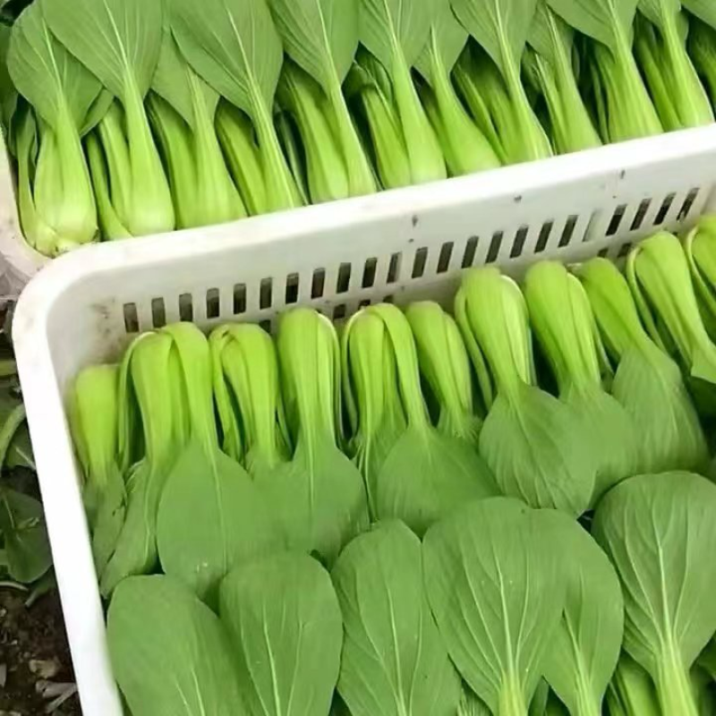 上海青精品货源产地直供量大从优欢迎咨询