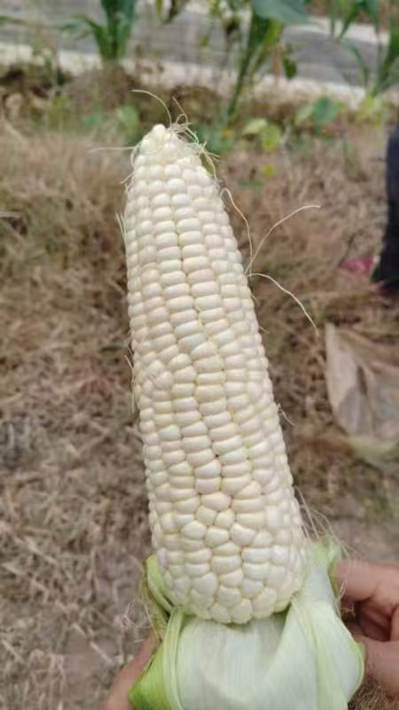 甜糯玉米
